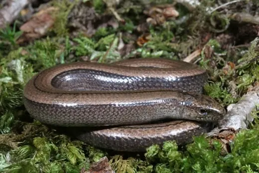 Slow-worm